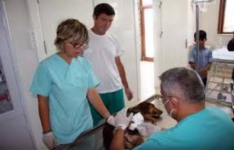  Esenyurt'ta havuzlu lüks hayvan barınağı! 