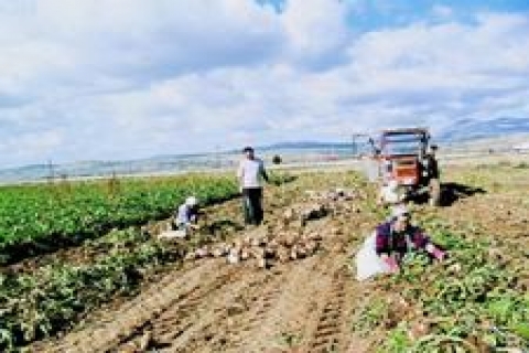 Antalya Vergi Dairesi'nden satılık tarla!