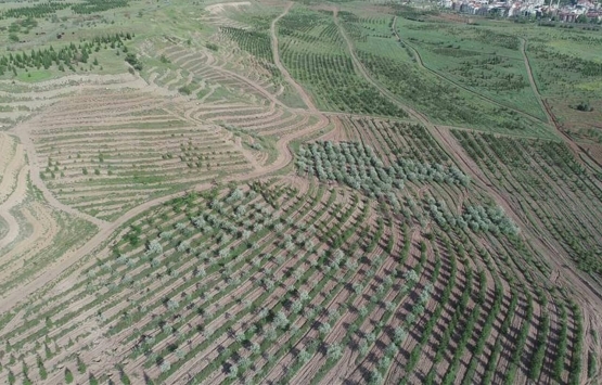 Atatürk Orman Çiftliği ndeki arazilerin ihale işlemleri TBMM de!