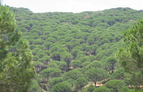 Ormanlık alanlarda verilecek izinler hakkında yönetmelik!