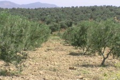 İzmir Vakıflar 'dan bina yapımı karşılığı kiralık zeytinlik!