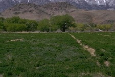 Samsun'da icradan satılık 4 tarla ve bir mesken!