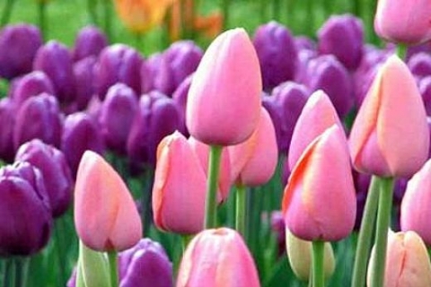 2B Tasarısıyla, öncelik TOKİ'nin olacak, davalar durdurulacak!