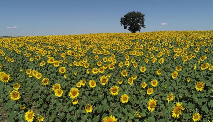 Son yağışlar ayçiçek gelişimini destekledi! Çiftçiler dikkat! Borsalarda ayçiçek fiyatları ne kadar? 