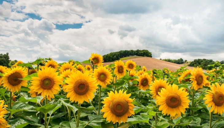 2023 tarım destekleri açıklandı: Yağlık ayçiçeği üreticilerine sertifikalı tohum desteği ne kadar?