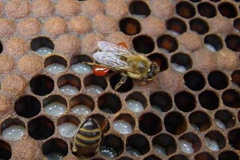 İlköğretim okulu öğrencisi, proposilin ısı yalıtımında kullanılabileceğini ortaya çıkardı!