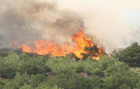 Mazıdağı ilçesinde çıkan yangında 10 hektarlık alan kül oldu!
