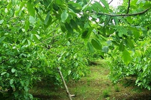 Adese, Selet Entegre Et'e Konya Kadınhanı'ndaki ceviz bahçesini kiraya verdi! 