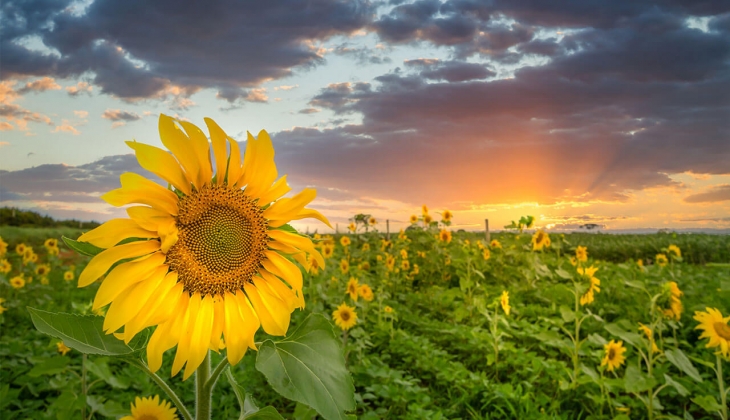 Ayçiçek yağı fiyatında düşüş bekleniyor! İthalat vergileri yükselecek! Yağlık ayçiçek bugün hangi borsada kaç TL? 