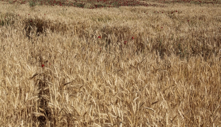 Çiftçilere TMO dan müjde! Buğday alım fiyatı 400, arpa alım fiyatı 200 TL arttı! 30 Haziran 2022 fiyat listesi