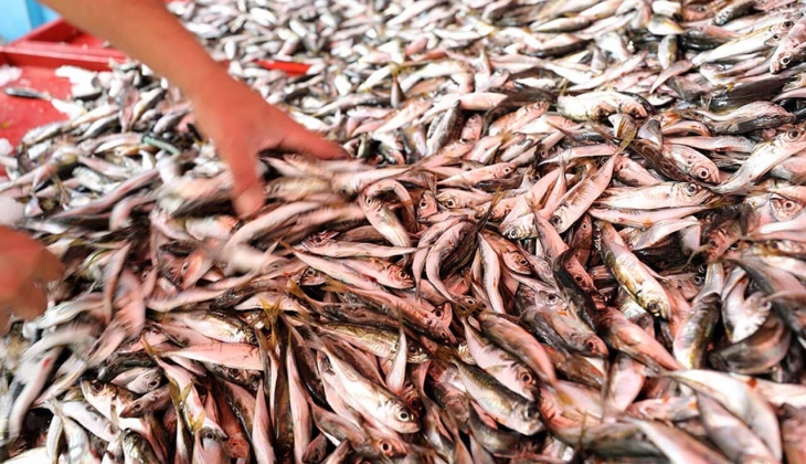 Ankara Balık Hal fiyatları dibi gördü! İstavrit, karides, palamut, somon ne kadar? İşte 13 Kasım 2022 fiyat listesi