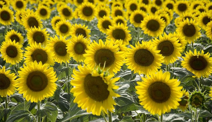 O ilde ayçiçeği ekim alanı 3 yılda yüzde 240 arttı!