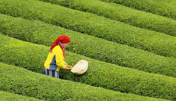 ÇAYKUR işçi kurası ne zaman? ÇAYKUR 2022 kura sonuçları ne zaman açıklanacak?