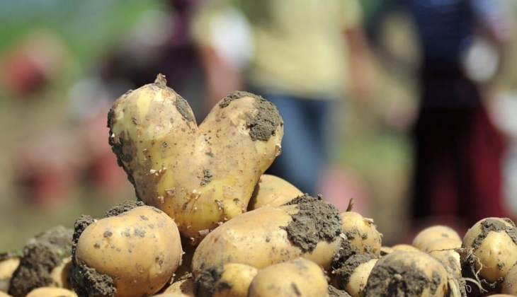 Ucuza patates yemek hayal oluyor! Patates fiyatları yüzde 342 zamlandı! İşte 11 Mayıs 2022 fiyat listesi