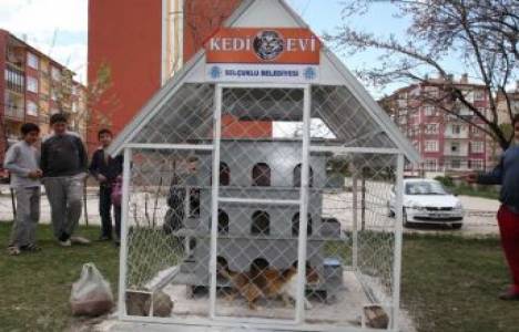 Konya Selçuklu Belediyesi kedi evleri yaptı!