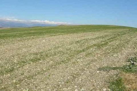 Hatay'da 1.9 milyon TL'ye 5 tarla icradan satılık!