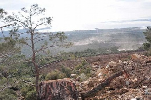 Çandarlı Limanı için doğa feda edildi: Zeytin ağaçları talan edildi iddiası!