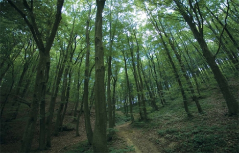 Orman tahdidi nedir?