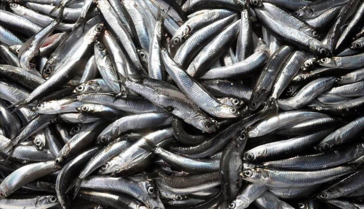 Bu fiyatı gören hamsi yemeye tövbe ediyor! Fiyatı dudak uçuklattı!