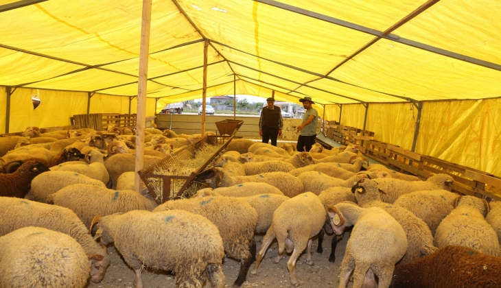 Kurban bayramına kısa süre kala koyunlara büyük zam! Sektör yetkilisi olacakları çekinerek açıkladı
