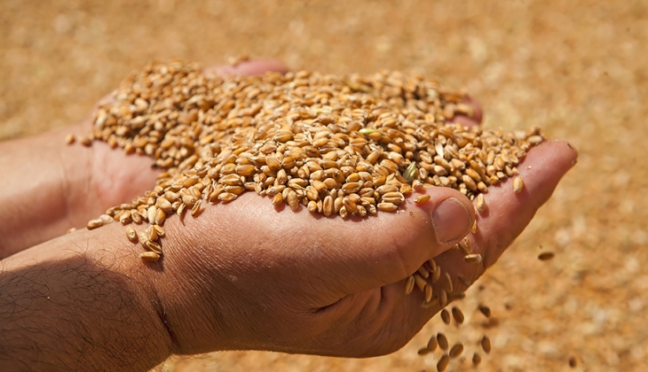 Buğdayın hasadı hızlı ilerliyor ancak fiyatı düştü! Ekonomik kriz etkisini gösterdi