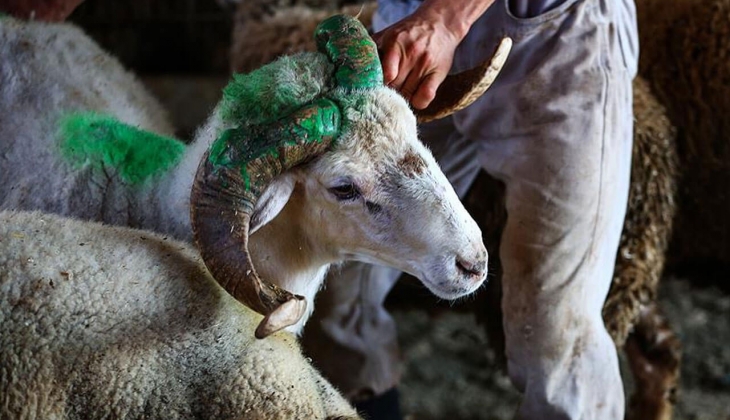 Migros, A101, Carrefoursa 2022 kurbanlık fiyatları kaç TL? İşte 5 Temmuz 2022 kurbanlık güncel fiyat listesi...