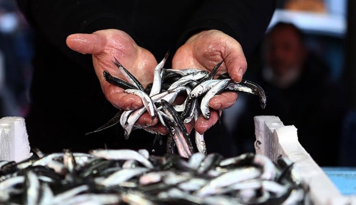 İstanbul Balık Hal fiyatları açıklandı! Lüfer 50 lira, Palamut 60 lira, Çipura 65 lira! 18 Kasım 2022 fiyat listesi