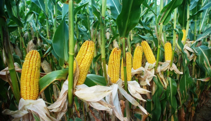 Çiftçilere buğday prim ödemesi desteğinden sonra bir destek de mısır için yapılacak