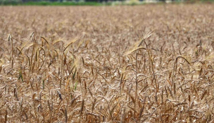 Buğdayın kilosu artacak mı? Buğday, mercimek ve mısırın fiyatları belli oldu! İşte 15 Ocak 2023 fiyat listesi…