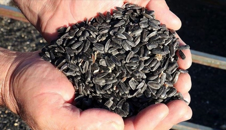 Ayçiçeği tohumunda gümrük vergisi değişti! Ayçiçek fiyatı bugün hangi borsada kaç TL? 20 Ekim 2022 fiyat listesi!