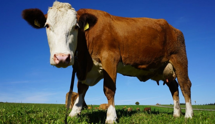 Migros, A101 2022 kurbanlık fiyatları belli oldu! İşte A101, Migros 16 Haziran 2022 kurbanlık fiyat listesi...