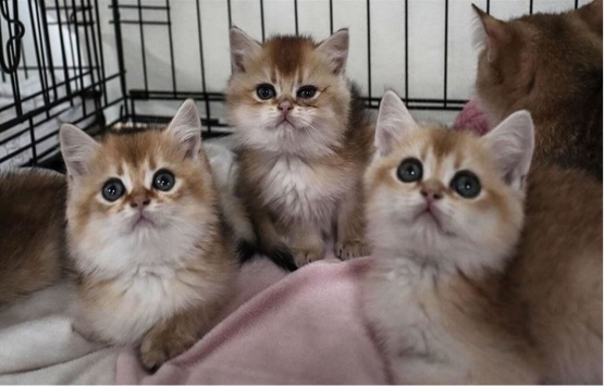 Apartmanda kedi köpek besleyenler dikkat! TBMM ye sunuldu!