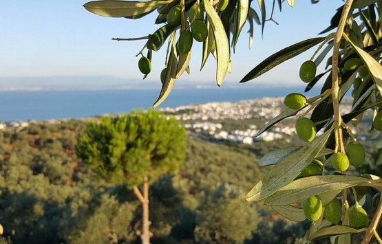 Balıkesir Burhaniye de 24 bin metrekarelik arazi imara açıldı mı?