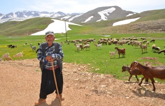 Antalya'da Yörükler yaylalara taşınıyor!