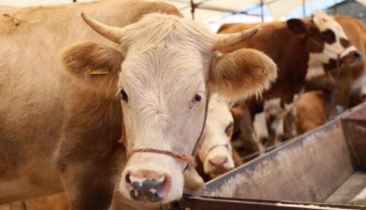 CarrefourSA kurbanlık fiyatlarını bir bir açıkladı! Büyükbaş, küçükbaş, kurbanlık fiyatları ne kadar?