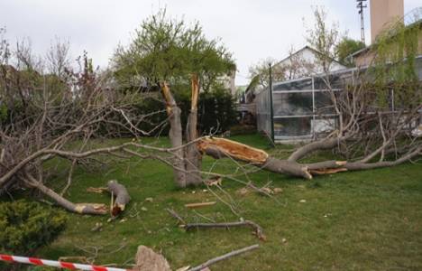 Devlet Tiyatroları Macunköy Tesisleri'nde ağaçların izinsiz söküldüğü iddia edildi!