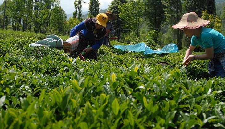 Çay üreticilerine Bakan'dan bayram müjdesi! Ödemeler başladı