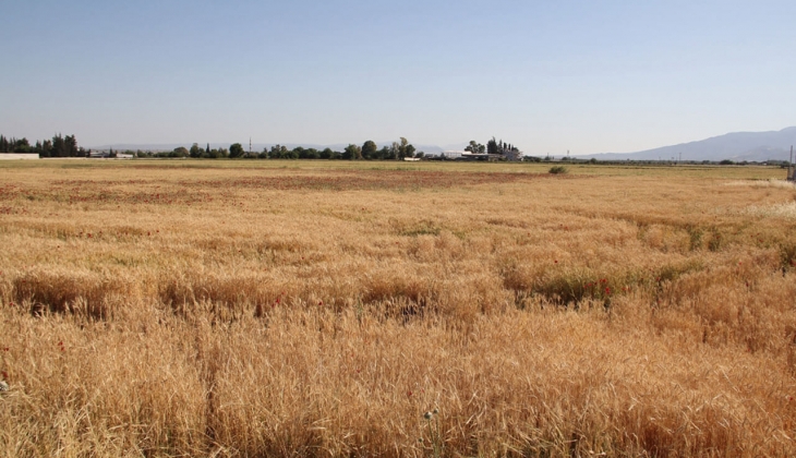 Çiftçiler buğdayda taban fiyatı beklerken, Bakanlık Hindistan buğdayına geçit vermedi! 30 Mayıs 2022 fiyat listesi