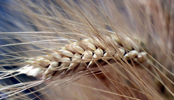 Buğday fiyatları yükseldi mi? Arpa fiyatları ne kadar oldu? İşte 22 Mayıs 2023 arpa, buğday ve mısır fiyatları!