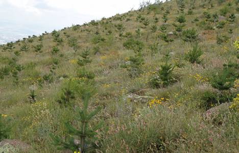 Çorum'da ağaçlandırma çalışması başladı!