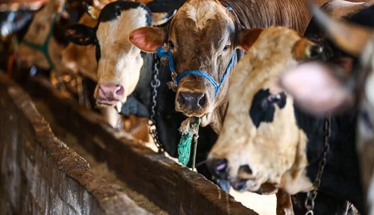 Geçen sene 46 bin TL olan kurbanlık bu sene bakın ne kadar oldu? Kurbanlık fiyatları yüzde 150 arttı!