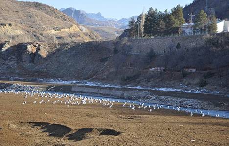 Kuraklıkla suyu azalan Munzur, dereye döndü!