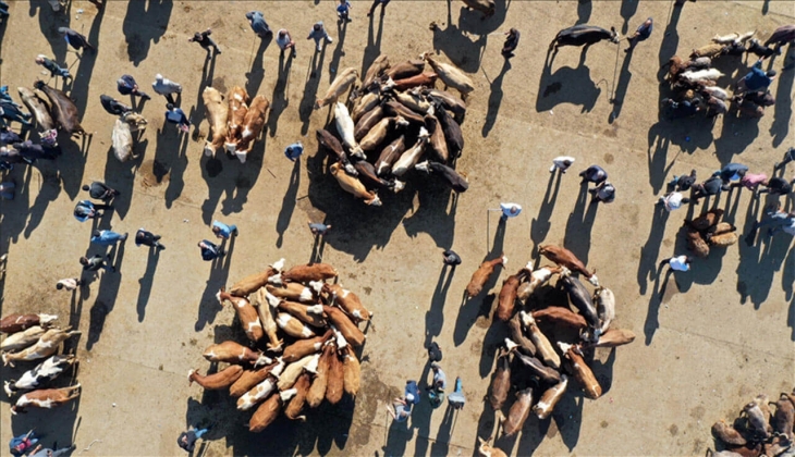 Kurban Bayramı nda 3 milyonun üzerinde küçükbaş kurbanlık satıldı!