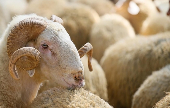 Kurban Bayramı yasakları açıklandı!