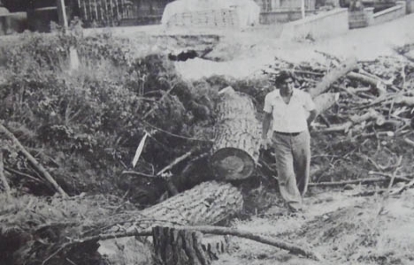 1979 yılında Suadiye'de apartman yapımı için asırlık ağaçlar kesilmiş!