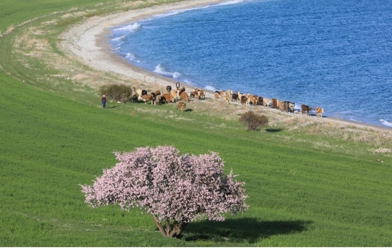 Van da konut sıkıntısı gün geçtikçe büyüyor!