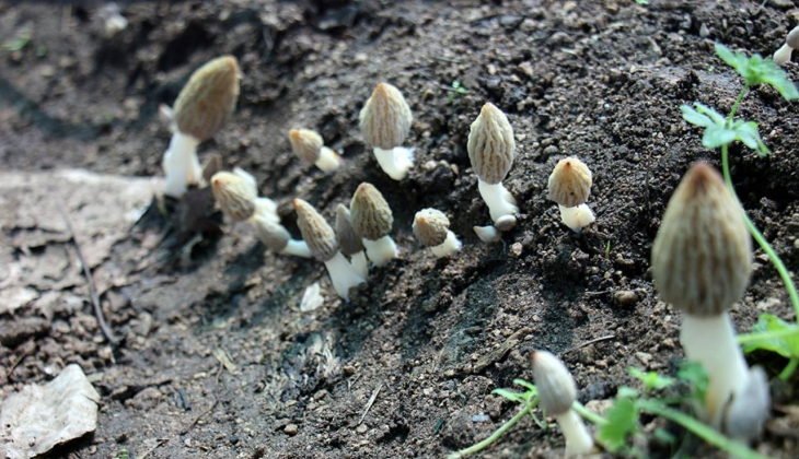 Çiftçinin yeni gözdesi, tarlalar onunla doldu! Kilosu 3 bin TL, aylık 280 bin TL kazandırıyor