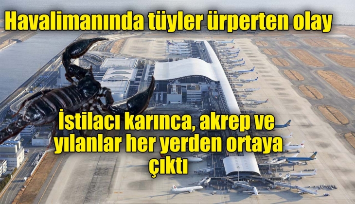 Havalimanında tüyler ürperten görüntüler! Her yerden istilacı karınca, akrep ve yılanlar ortaya çıktı