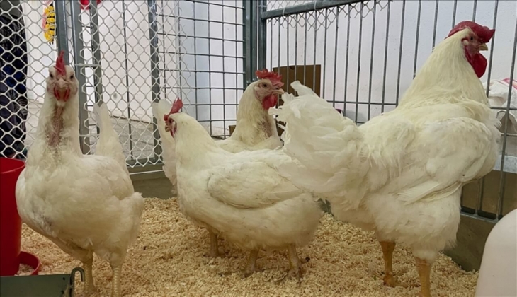 Beyaz etin şansızlığı Kuş Gribi oldu! Kuş gribi sebebiyle beyaz ette sürekli zam söz konusu! İşte detaylar...