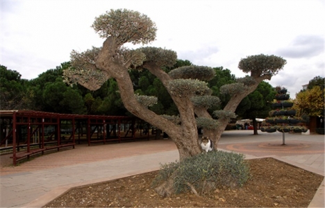 Kadıköy'ün parkları yenileniyor!